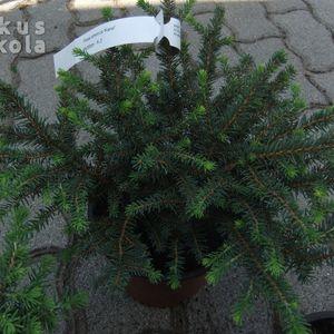 Picea_omorica_Karei_16