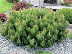 Pinus_mugo_n21_1