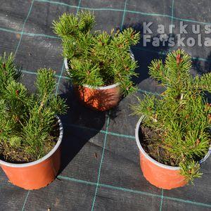 Pinus_mugo_pumilio_3db_2022