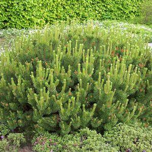 Pinus_mugo_pumilio_n2