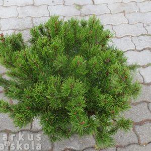 Pinus_mugo_s1