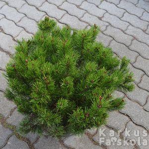 Pinus_mugo_s2