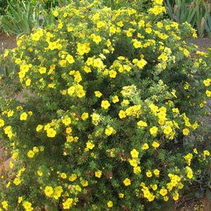 Potentilla-Goldfinger