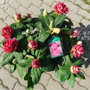 Rhodi_16_1