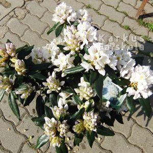Rhodi_16_3