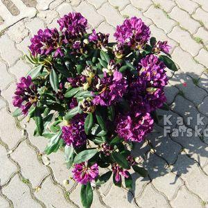 Rhodi_16_4