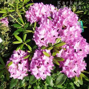 Rhodi_s1b