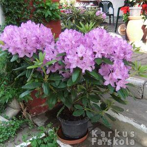 Rhodi_s3