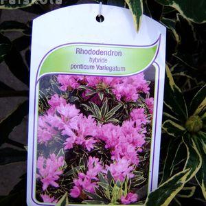 Rhodi variegata etikett