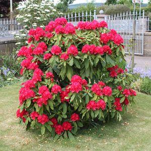 Rhododendron