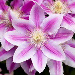 Rozsaszin_Clematis