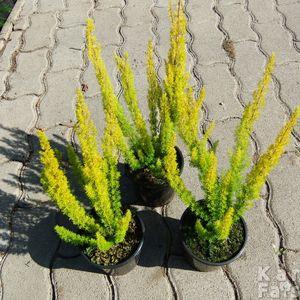 Sárgaerica3