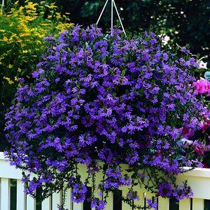 Scaevola_thumb_n