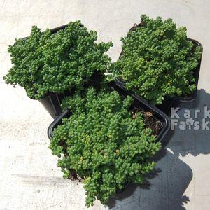 Sedum3_01