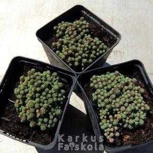 Sedum3_02