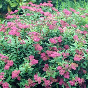 Spiraea