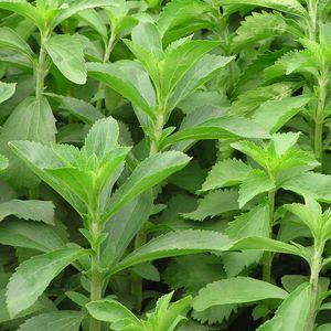 stevia_n1