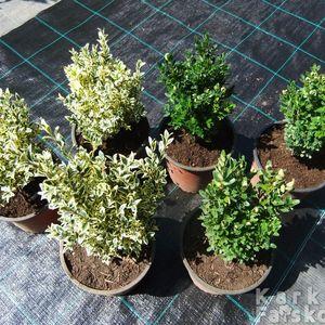 suffruticosa-3s3v
