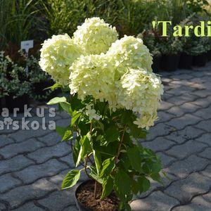 Tardiva_2024_osz_k3