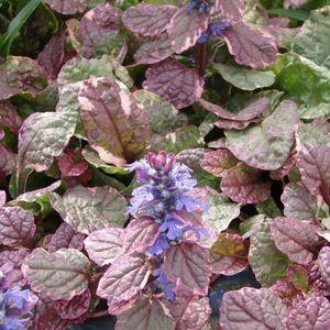 tarkaajuga