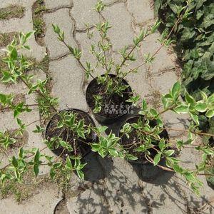 Tarkaweigela_hajt3db