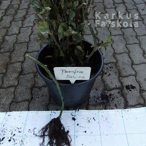 Thornfree_koteg_v