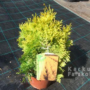 Thuja_maria_c_2016