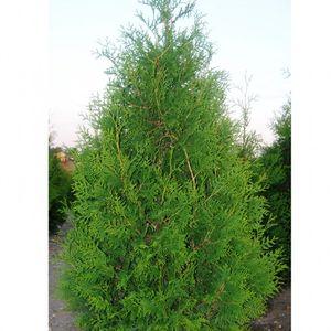 Thuja-occidentalis-Brabantk