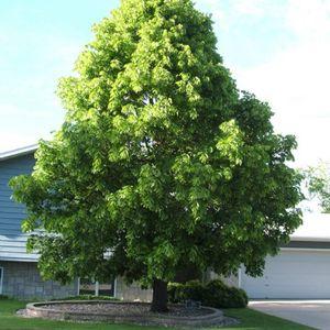 Tilia_americana_n1