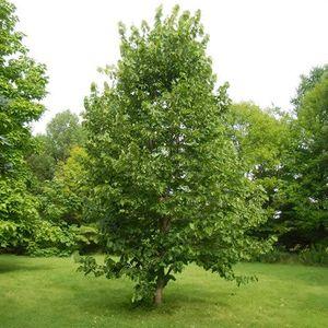 Tilia_americana_n2