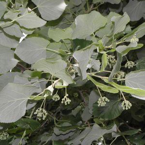 tilia_tomentosa_levelek_ln1