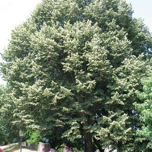 Tilia_tomentosa_n_fa