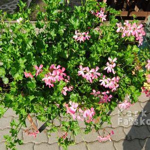 tiroli-rózsaszin-muskátli_16lb