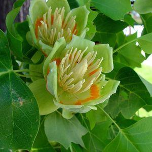 tulipanfaLiri_n3