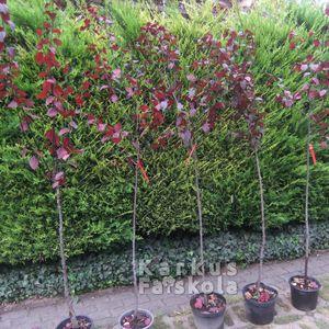 Vérszilva_2016ősz_5dbcserepes