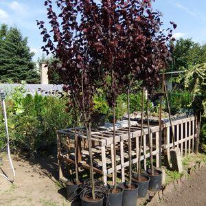 Vérszilvakal