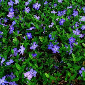 Vinca_minor_001