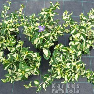 Vincamajorvariegata5db