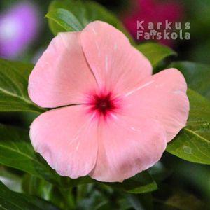 Vinka9kk_5
