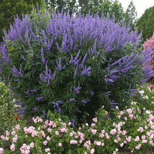 VITEX_AGNUS_CASTUS_L