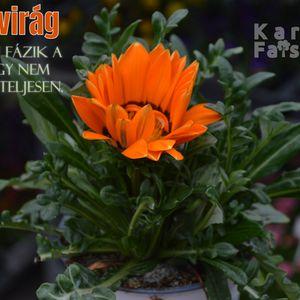 Záporvirág_fázós_narancs