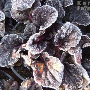 Ajuga_deres
