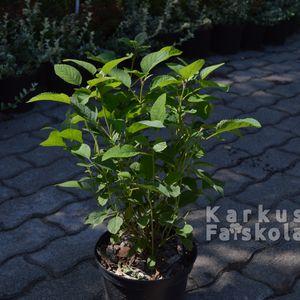 Annabelle_2024_k4