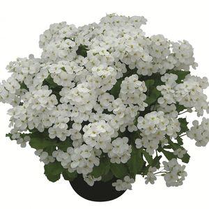 Arabis-Fehér_Lo