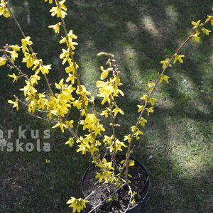 Aranyeso_20200322_1db_2