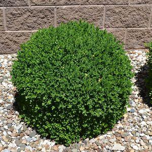 buxus_gv_n