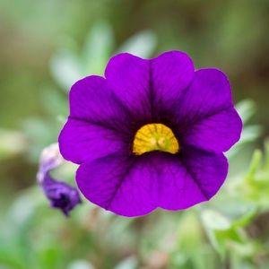 calibrachoa slila kozeli n