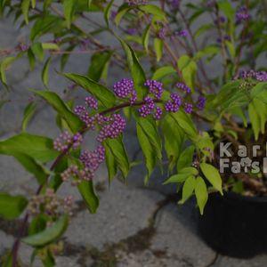 Callicarpa_2024osz_hi