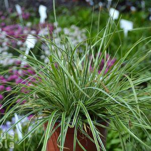 Carex 2025 Variegata 1cs