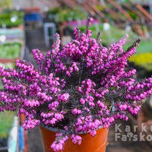 Erica_2025_r_1cs